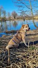 MAXI Q02, Hund, Golden Retriever-Cairn Terrier-Mix in Essen - Bild 5