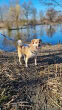 MAXI Q02, Hund, Golden Retriever-Cairn Terrier-Mix in Essen - Bild 6