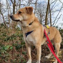 MAXI Q02, Hund, Golden Retriever-Cairn Terrier-Mix in Essen - Bild 7