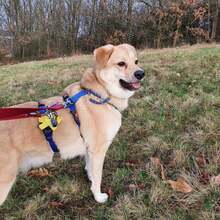 MAXI Q02, Hund, Golden Retriever-Cairn Terrier-Mix in Essen - Bild 8