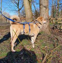 MAXI Q02, Hund, Golden Retriever-Cairn Terrier-Mix in Essen - Bild 9