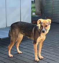 PÜTZEL Y10, Hund, Mischlingshund in Essen