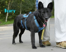 BEARY, Hund, Mischlingshund in Russische Föderation - Bild 12