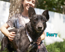 BEARY, Hund, Mischlingshund in Russische Föderation - Bild 13