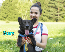 BEARY, Hund, Mischlingshund in Russische Föderation - Bild 14