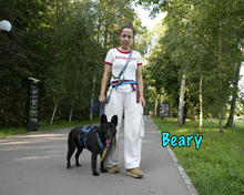 BEARY, Hund, Mischlingshund in Russische Föderation - Bild 17