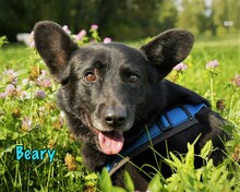 BEARY, Hund, Mischlingshund in Russische Föderation - Bild 2