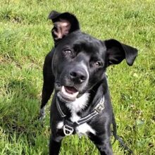 MIKO, Hund, Mischlingshund in Werne - Bild 1