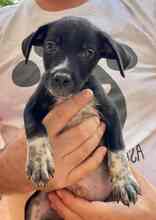 MIKO, Hund, Mischlingshund in Werne - Bild 10