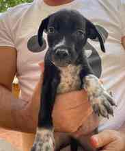 MIKO, Hund, Mischlingshund in Werne - Bild 11