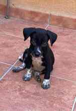MIKO, Hund, Mischlingshund in Werne - Bild 12