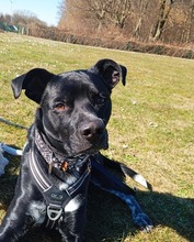 MIKO, Hund, Mischlingshund in Werne - Bild 2