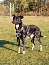 MIKO, Hund, Mischlingshund in Werne - Bild 3