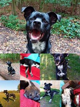 MIKO, Hund, Mischlingshund in Werne - Bild 4