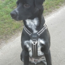 MIKO, Hund, Mischlingshund in Werne - Bild 6