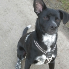 MIKO, Hund, Mischlingshund in Werne - Bild 7