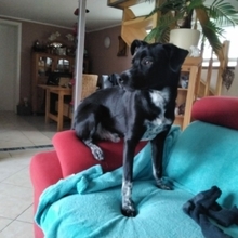 MIKO, Hund, Mischlingshund in Werne - Bild 8