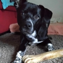 MIKO, Hund, Mischlingshund in Werne - Bild 9