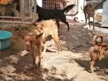 BLONDY, Hund, Podenco-Mix in Spanien - Bild 11