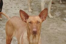 BLONDY, Hund, Podenco-Mix in Spanien - Bild 15