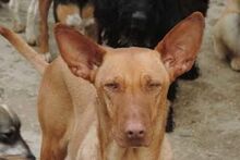 BLONDY, Hund, Podenco-Mix in Spanien - Bild 16