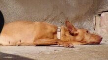 BLONDY, Hund, Podenco-Mix in Spanien - Bild 4