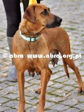 TRUST, Hund, Mischlingshund in Portugal - Bild 11