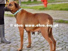 TRUST, Hund, Mischlingshund in Portugal - Bild 12