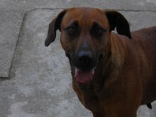 TRUST, Hund, Mischlingshund in Portugal - Bild 13