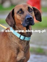 TRUST, Hund, Mischlingshund in Portugal - Bild 14