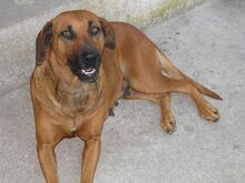TRUST, Hund, Mischlingshund in Portugal - Bild 6