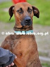 TRUST, Hund, Mischlingshund in Portugal - Bild 9