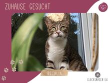 ROSALIA, Katze, Europäisch Kurzhaar in Hannover