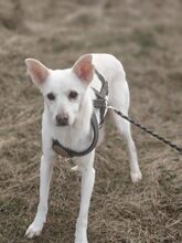 HOPE, Hund, Mischlingshund in Ostfildern