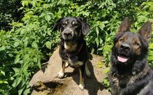 ZERA, Hund, Mischlingshund in Zwiesel - Bild 9