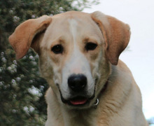 INDRA, Hund, Mischlingshund in Griechenland