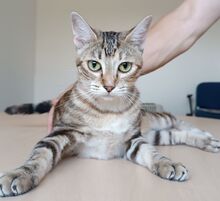 PERICA, Katze, Europäisch Kurzhaar in Spanien