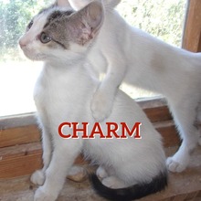 CHARM, Katze, Europäisch Kurzhaar in Bulgarien