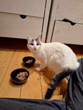 CHARM, Katze, Europäisch Kurzhaar in Hannover - Bild 1
