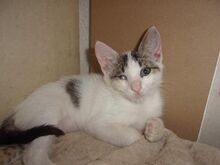 CHARM, Katze, Europäisch Kurzhaar in Hannover - Bild 11