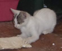 CHARM, Katze, Europäisch Kurzhaar in Hannover - Bild 12