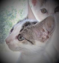 CHARM, Katze, Europäisch Kurzhaar in Hannover - Bild 13