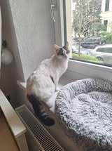 CHARM, Katze, Europäisch Kurzhaar in Hannover - Bild 4
