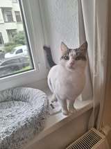 CHARM, Katze, Europäisch Kurzhaar in Hannover - Bild 5