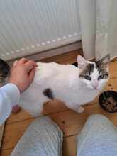 CHARM, Katze, Europäisch Kurzhaar in Hannover - Bild 8