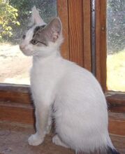 CHARM, Katze, Europäisch Kurzhaar in Hannover - Bild 9