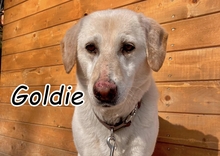 GOLDIE, Hund, Labrador-Mix in Slowakische Republik