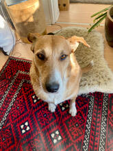 CHICLETE, Hund, Mischlingshund in Berlin