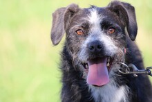 TIPS, Hund, Schnauzer-Mix in Lohra-Reimershausen - Bild 3