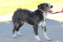 TIPS, Hund, Schnauzer-Mix in Lohra-Reimershausen - Bild 5